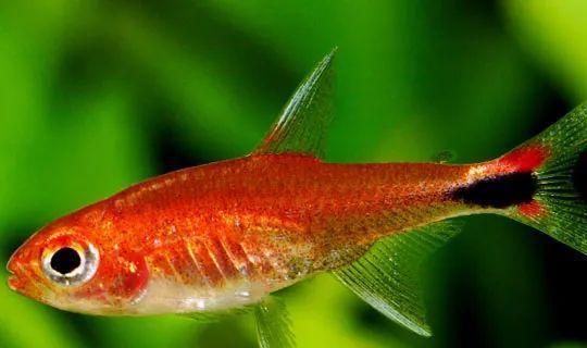 會(huì)群游的觀賞魚_成群觀賞魚_小型觀賞魚愛成群游的