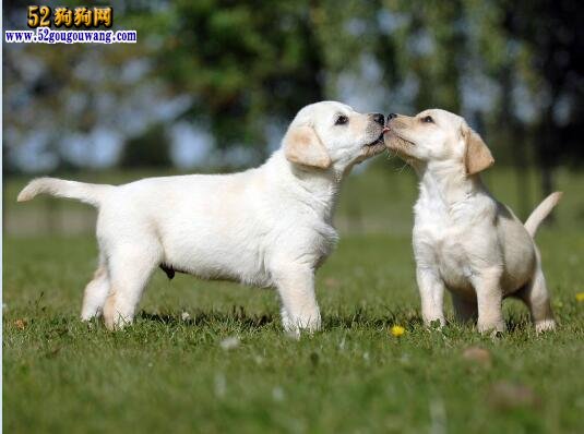 拉布拉多報價、小拉布拉多犬多少錢一只？