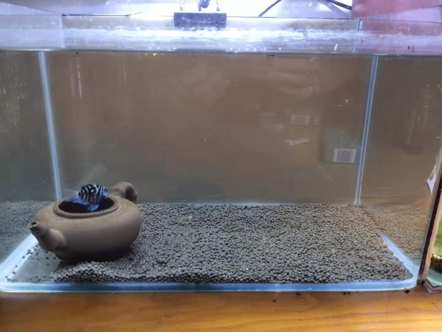 繁殖觀賞能魚養(yǎng)殖嗎_繁殖觀賞魚賣能掙錢嗎_觀賞魚能繁殖嗎