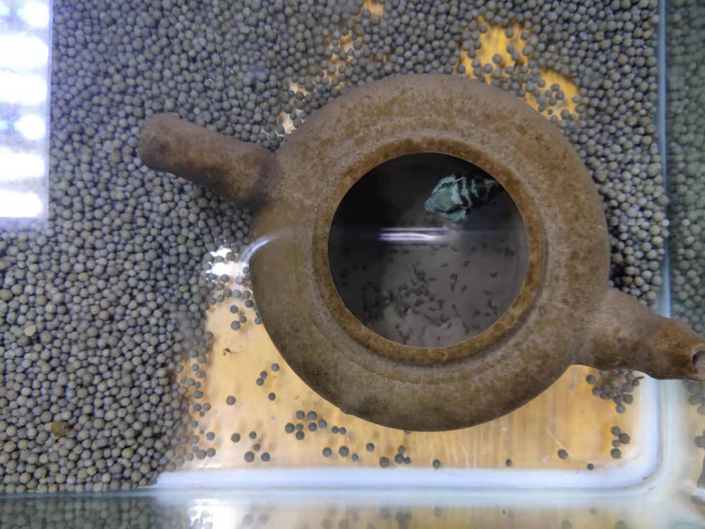 繁殖觀賞魚賣能掙錢嗎_繁殖觀賞能魚養(yǎng)殖嗎_觀賞魚能繁殖嗎