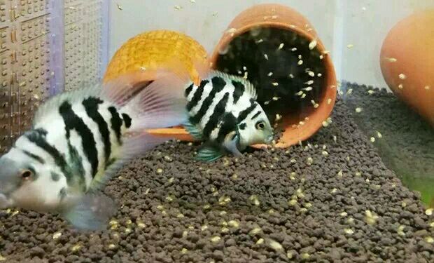 繁殖觀賞魚賣能掙錢嗎_觀賞魚能繁殖嗎_繁殖觀賞能魚養(yǎng)殖嗎