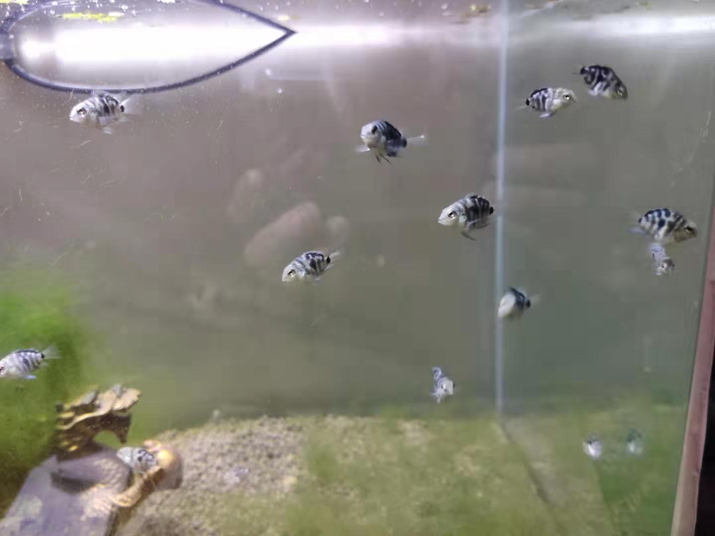 繁殖觀賞魚賣能掙錢嗎_繁殖觀賞能魚養(yǎng)殖嗎_觀賞魚能繁殖嗎