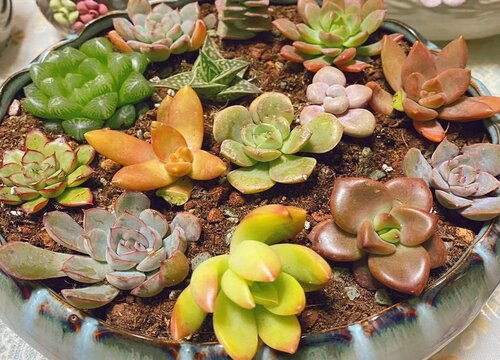 冬天多肉葉子一碰就掉下來_冬天多肉掉葉子是怎么回事_多肉冬天落葉