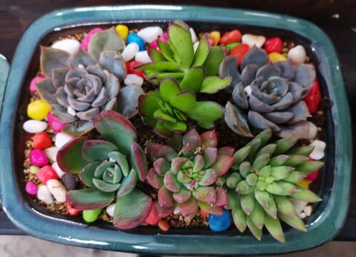 冬天多肉葉子一碰就掉下來_多肉冬天落葉_冬天多肉掉葉子是怎么回事