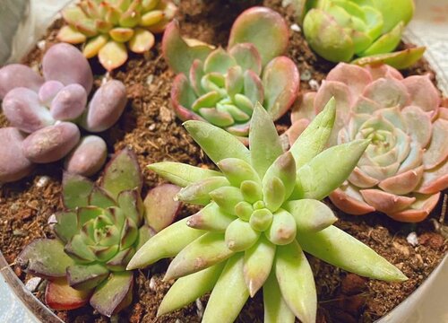 多肉冬天落葉_冬天多肉掉葉子是怎么回事_冬天多肉葉子一碰就掉下來