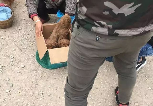 泰迪錢最少幾塊_泰迪多少錢一只_泰迪多少錢