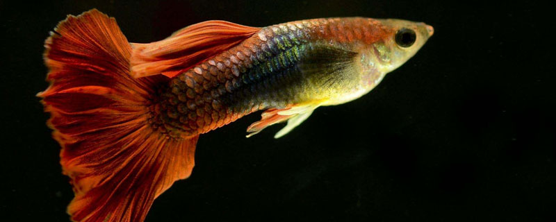 孔雀觀賞魚怎么看快要下產卵了_孔雀觀賞魚_孔雀觀賞魚怎么養