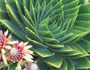 比較少見的多肉_少見多肉植物_多肉罕見品種