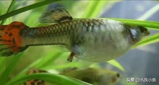 卵胎生鳉魚的繁殖，如何保護剛出生的仔魚？