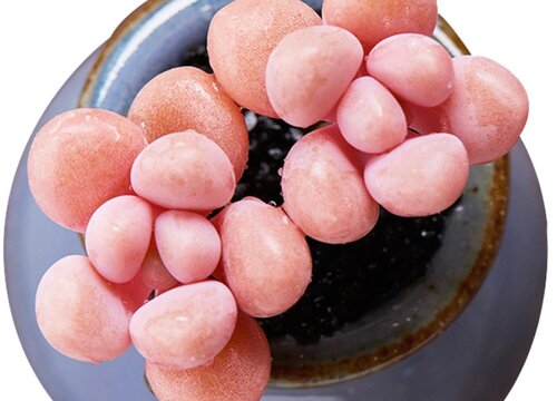 艾倫多肉夏天怎么養護