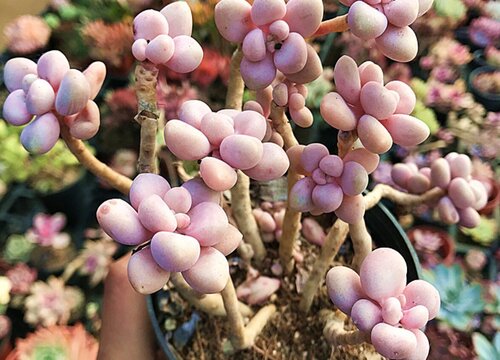 多肉艾麗卡好養(yǎng)嗎_艾麗卡多肉好養(yǎng)嗎_多肉植物艾麗卡