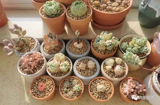 都說顆粒土好用，多肉會不會長的慢？養(yǎng)分從