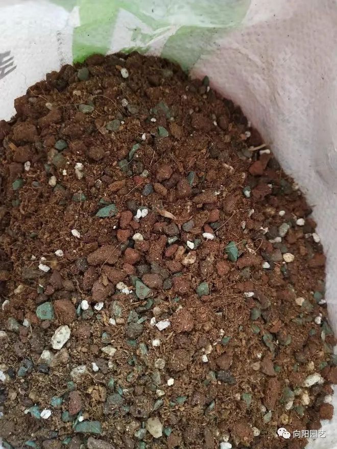 純顆粒養多肉對比_純顆粒養多肉好嗎_純顆粒養多肉選多大顆粒