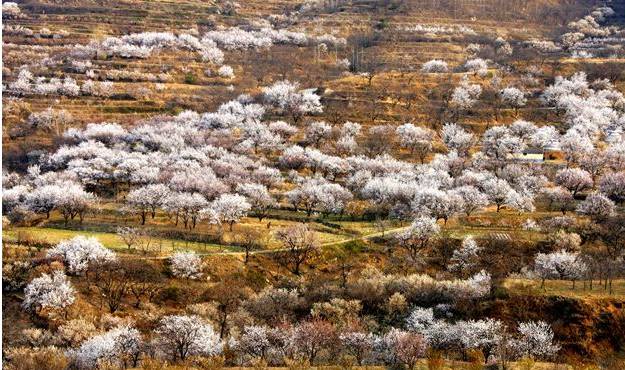 青島最美鄉村雕龍嘴_青島雕龍嘴村旅游攻略_青島雕龍嘴村好玩么