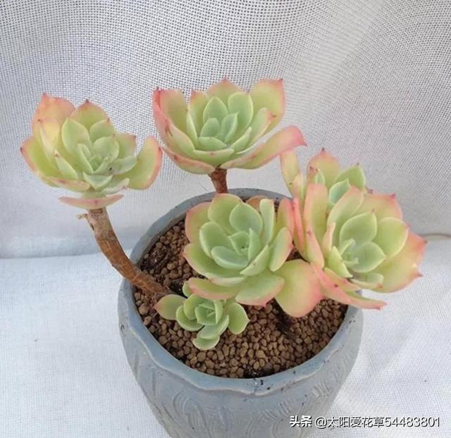 多肉植物碧桃的養護_碧桃多肉冬天怎么養_多肉碧桃的養殖方法和注意事項