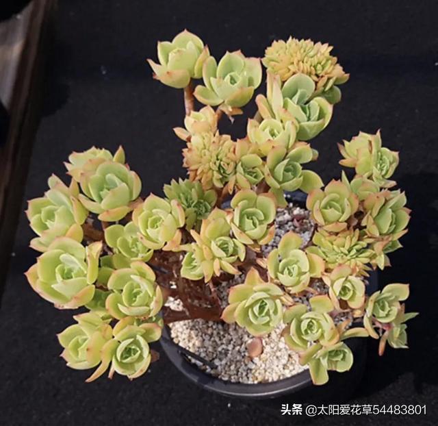 碧桃多肉冬天怎么養_多肉植物碧桃的養護_多肉碧桃的養殖方法和注意事項