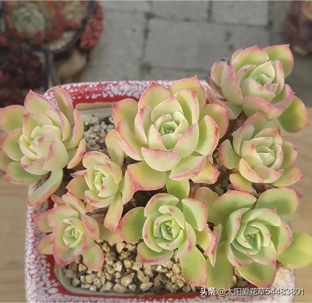 多肉碧桃的養殖方法和注意事項_碧桃多肉冬天怎么養_多肉植物碧桃的養護