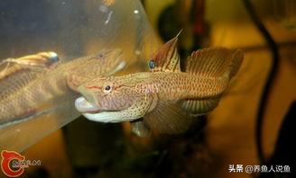 買回來的觀賞魚可以活多久_觀賞魚剛買回來可以喂食嗎_觀賞魚買回家多久喂食