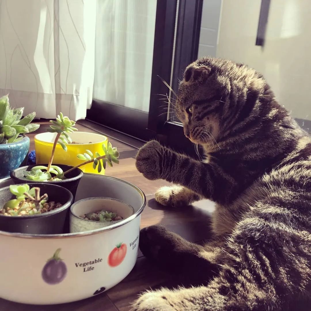 淡雪多肉種什么盆好看_盆多肉是什么_淡雪多肉配什么花瓶好看