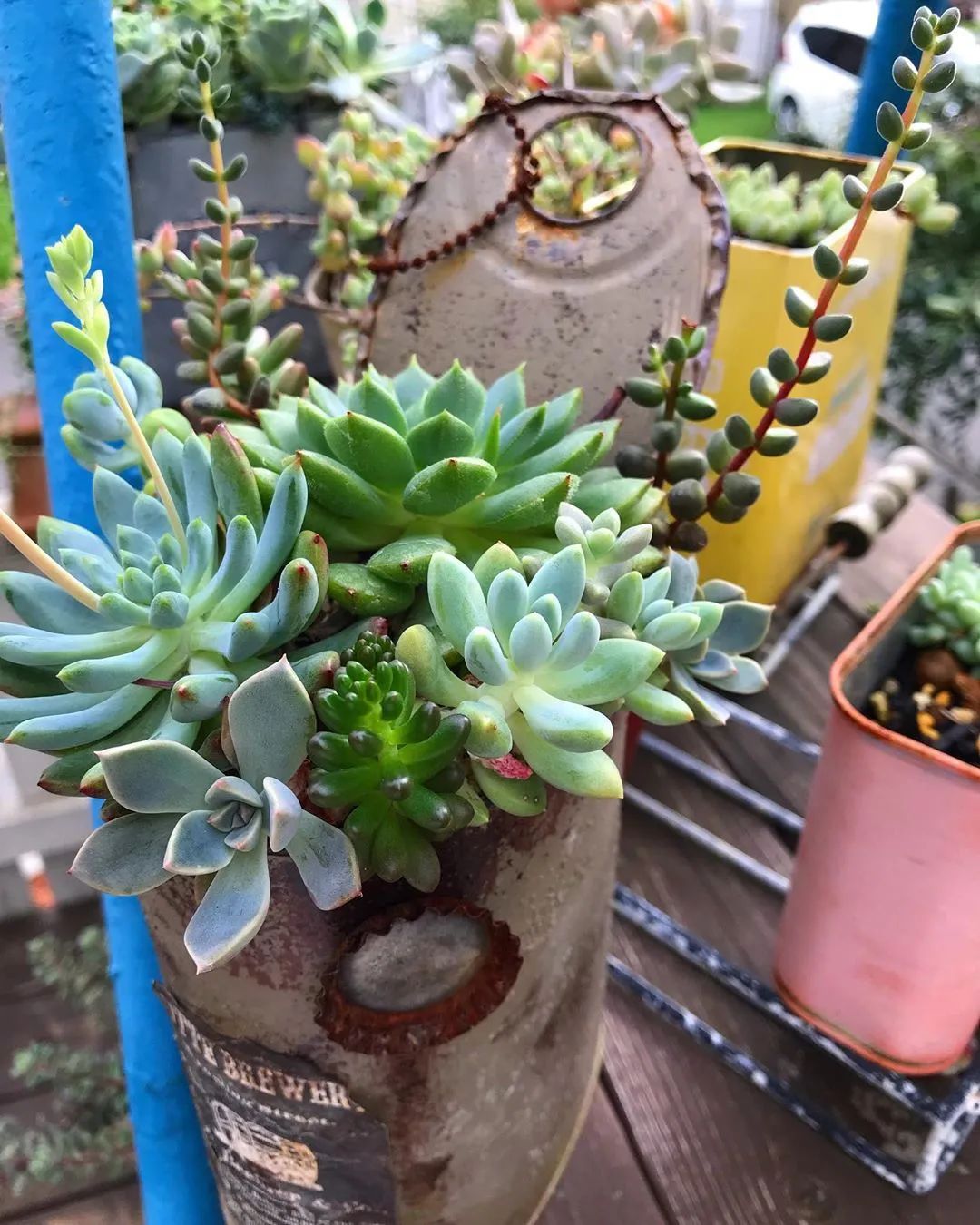 盆多肉是什么_淡雪多肉種什么盆好看_淡雪多肉配什么花瓶好看