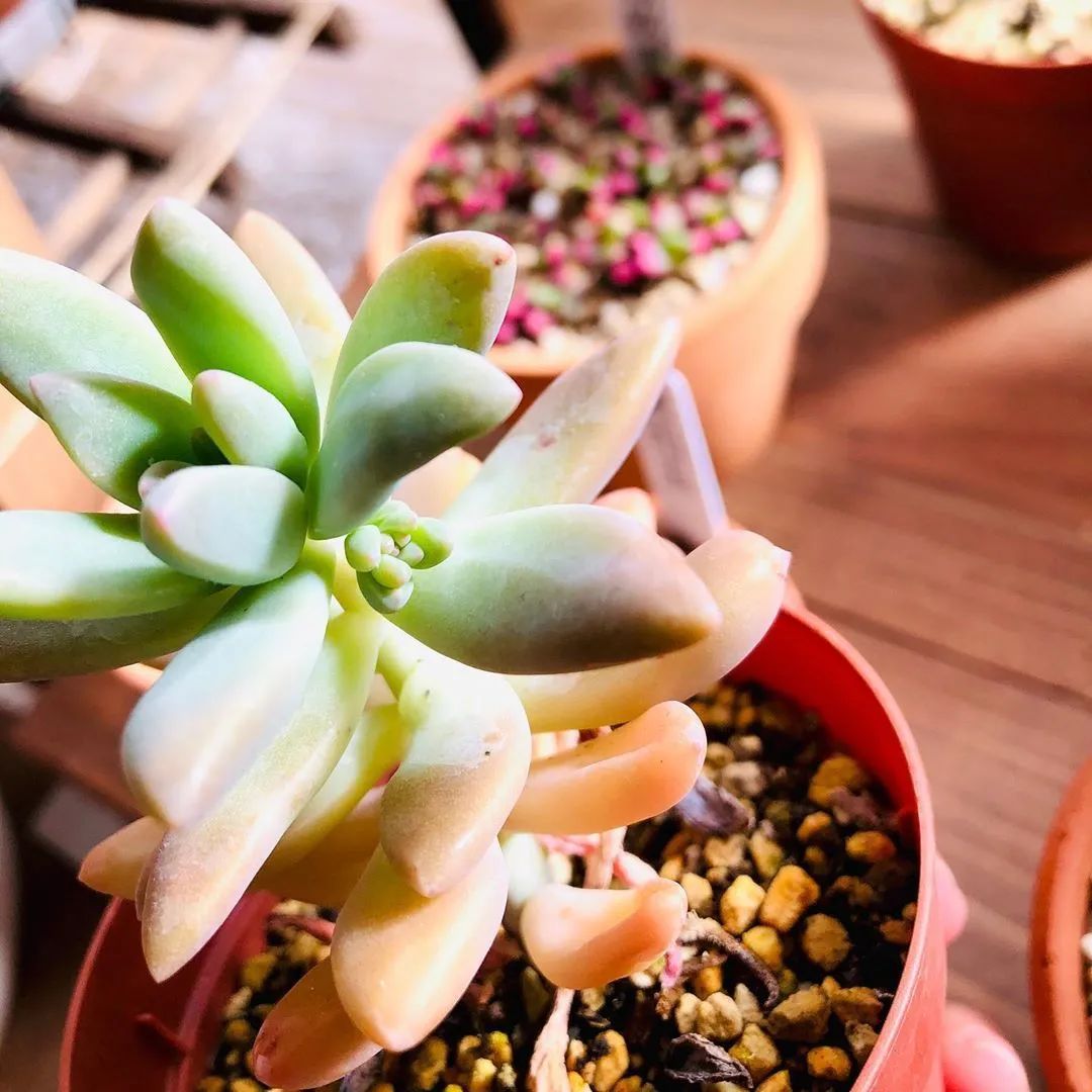 淡雪多肉配什么花瓶好看_淡雪多肉種什么盆好看_盆多肉是什么