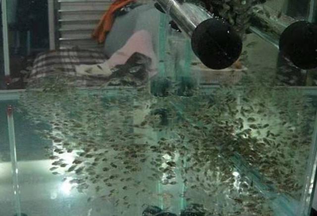 觀賞寶石魚紅色是什么_觀賞魚紅寶石_紅寶石魚顏色