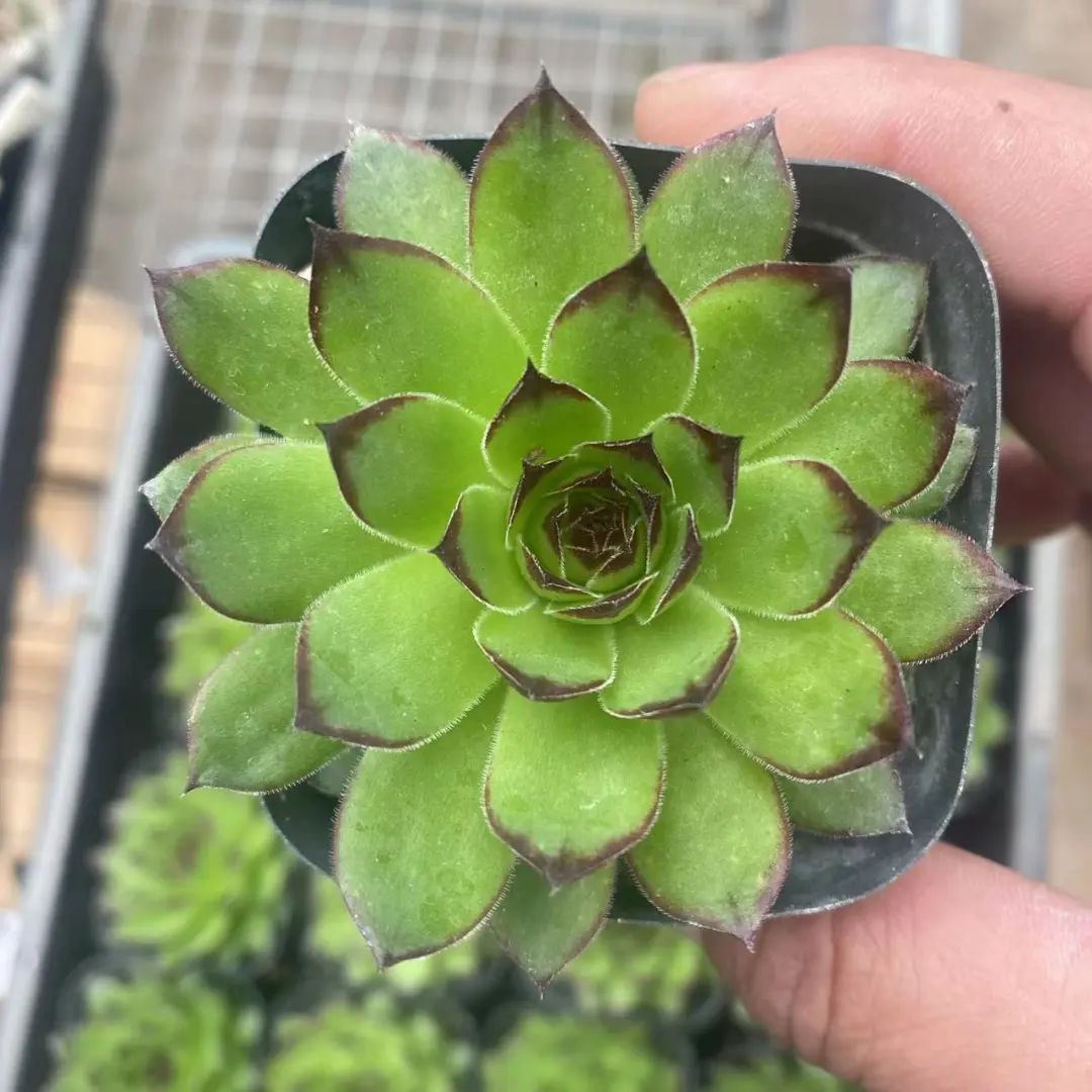 冬天最好養(yǎng)的多肉植物_冬天好養(yǎng)活的多肉_冬天好養(yǎng)的多肉有哪些品種