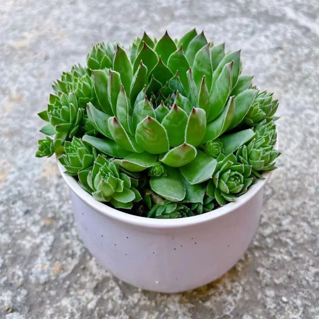 冬天好養(yǎng)的多肉有哪些品種_冬天好養(yǎng)活的多肉_冬天最好養(yǎng)的多肉植物