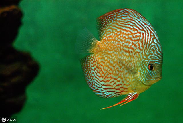 如何賣觀賞魚_賣魚觀賞魚_賣觀賞魚違法嗎