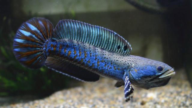 賣魚觀賞魚_如何賣觀賞魚_賣觀賞魚違法嗎