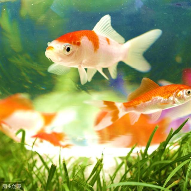 如何賣觀賞魚_賣魚觀賞魚_賣觀賞魚違法嗎