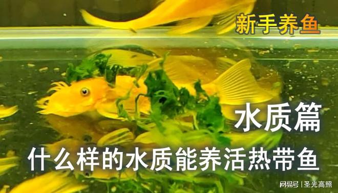 養(yǎng)魚先養(yǎng)水，什么樣的水質(zhì)能養(yǎng)活觀賞魚，避