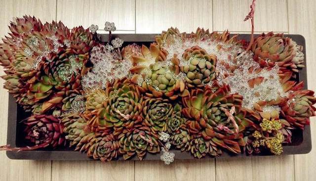 多肉究竟能承受多少度的低溫，你造么？多肉