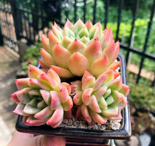 粗桿多肉_多肉怎么養(yǎng)的粗壯_多肉粗樁怎么養(yǎng)成