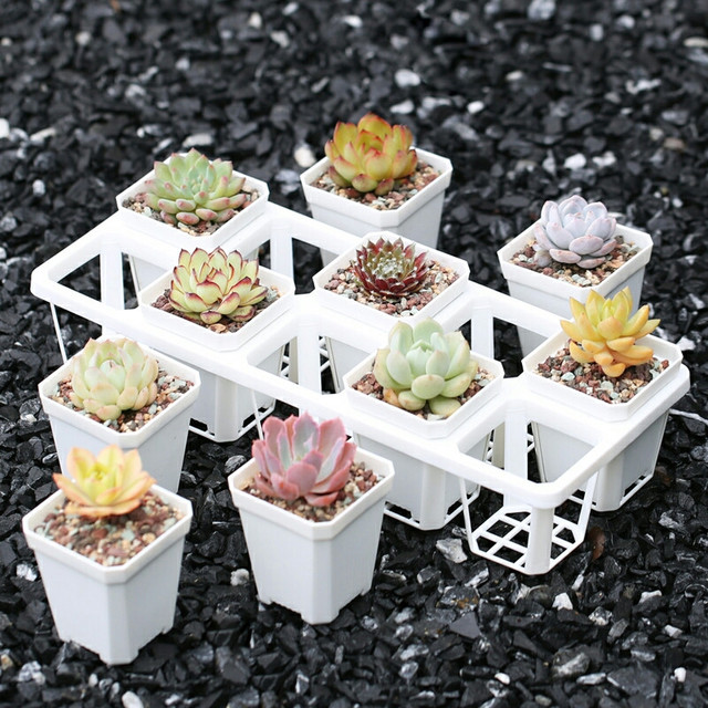 多肉粗樁怎么養(yǎng)成_粗桿多肉_多肉怎么養(yǎng)的粗壯