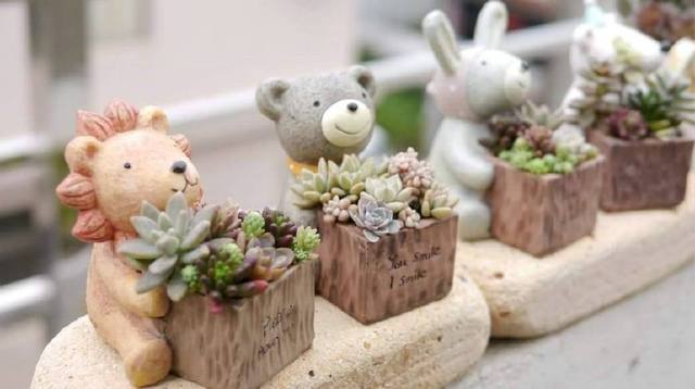 粗桿多肉_多肉怎么養(yǎng)的粗壯_多肉粗樁怎么養(yǎng)成