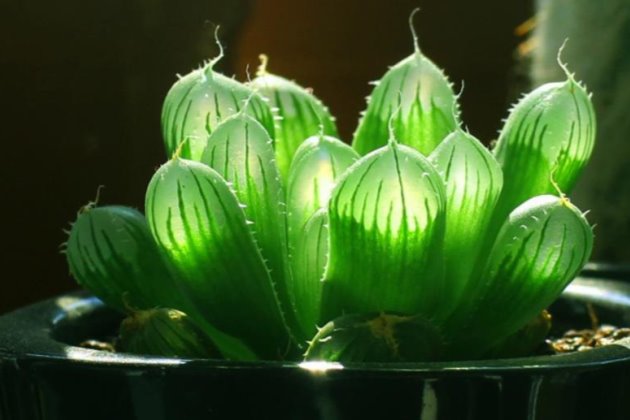 玉露冬天怎么養(yǎng)？冬季多肉植物玉露的養(yǎng)殖方