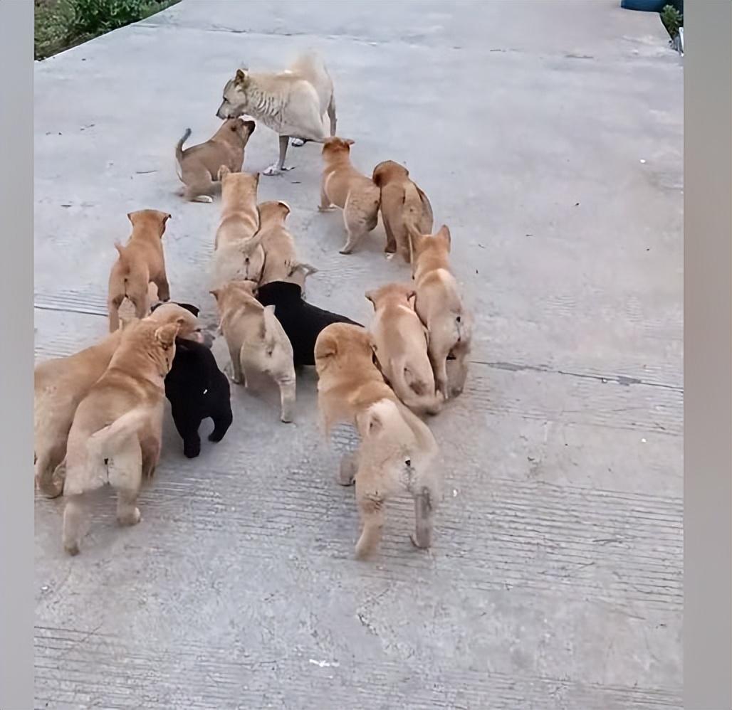 小狗幾個(gè)月生小狗崽_傾城狂妃強(qiáng)撩魔皇生崽_模擬動(dòng)物人生2獅子生崽過程