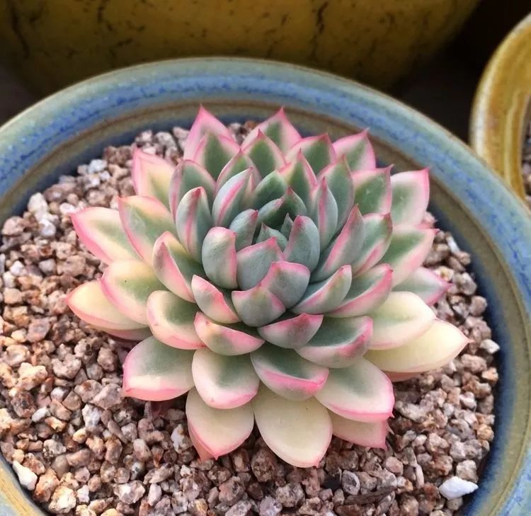 多肉錦怎么形成_多肉出錦的方法_怎么養出錦的多肉