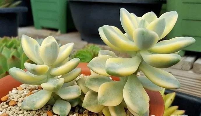 怎么養出錦的多肉_多肉錦怎么形成_多肉出錦的方法