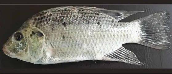 觀賞魚羅非魚是淡水魚嗎_羅非魚是觀賞魚嗎_觀賞魚羅非魚是什么魚