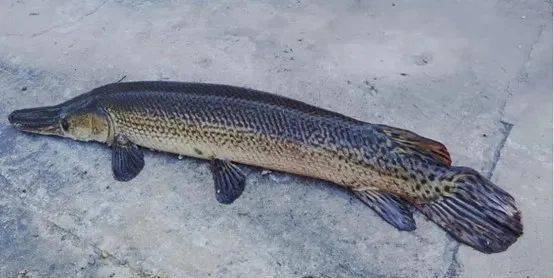 觀賞魚羅非魚是淡水魚嗎_羅非魚是觀賞魚嗎_觀賞魚羅非魚是什么魚