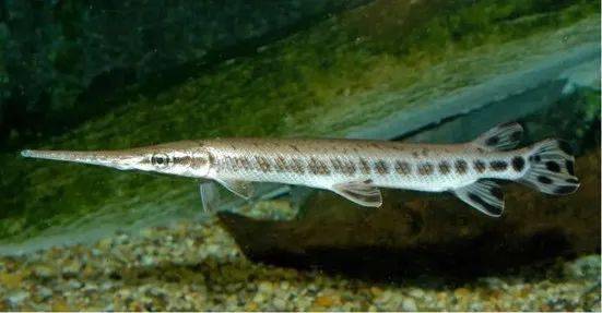 觀賞魚羅非魚是什么魚_羅非魚是觀賞魚嗎_觀賞魚羅非魚是淡水魚嗎