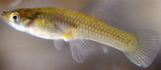 觀賞魚羅非魚是淡水魚嗎_觀賞魚羅非魚是什么魚_羅非魚是觀賞魚嗎