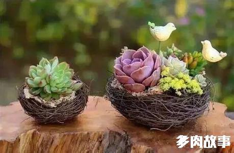 頭多肉長很多小白點_多肉長了很多小頭_頭多肉長很多小疙瘩