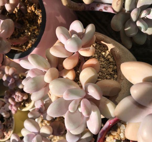 桃蛋養(yǎng)護(hù)訣竅，路邊撿點小石子，當(dāng)成鋪面石