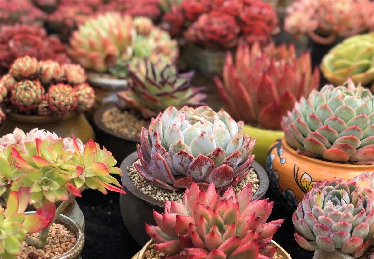 這“7種”多肉植物，養(yǎng)肉“新手”也能養(yǎng)活