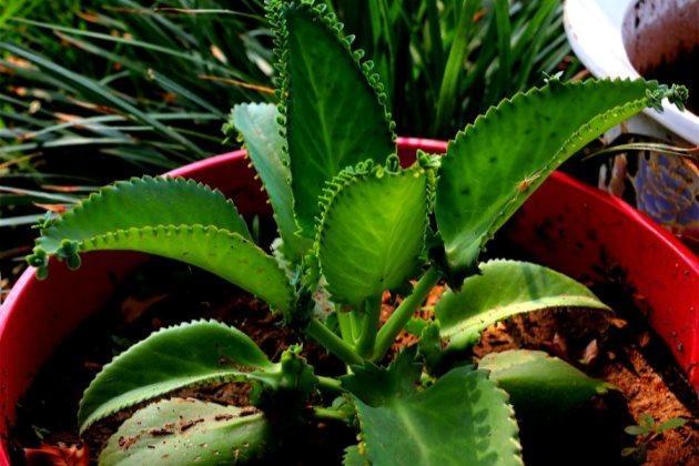 多肉長得特別長怎么辦_多肉長得很好_多肉長得差不多