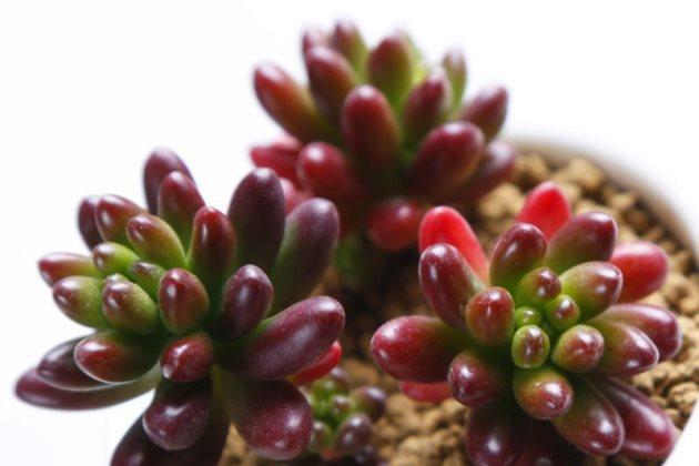 多肉長得特別長怎么辦_多肉長得很好_多肉長得差不多