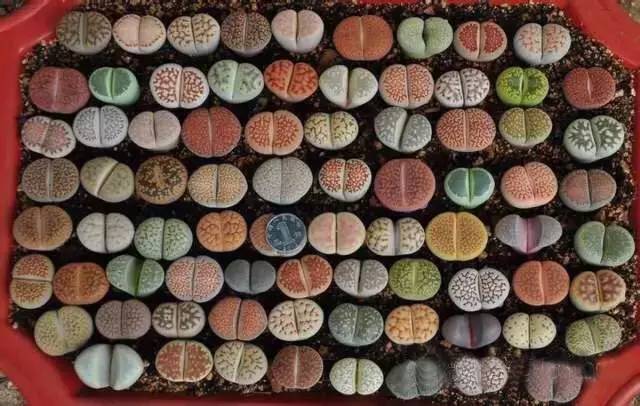 多肉界的土豪級，售價10萬的多肉你見過嗎？